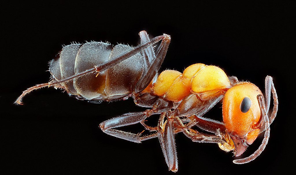 Ant Control service in Fargo, ND