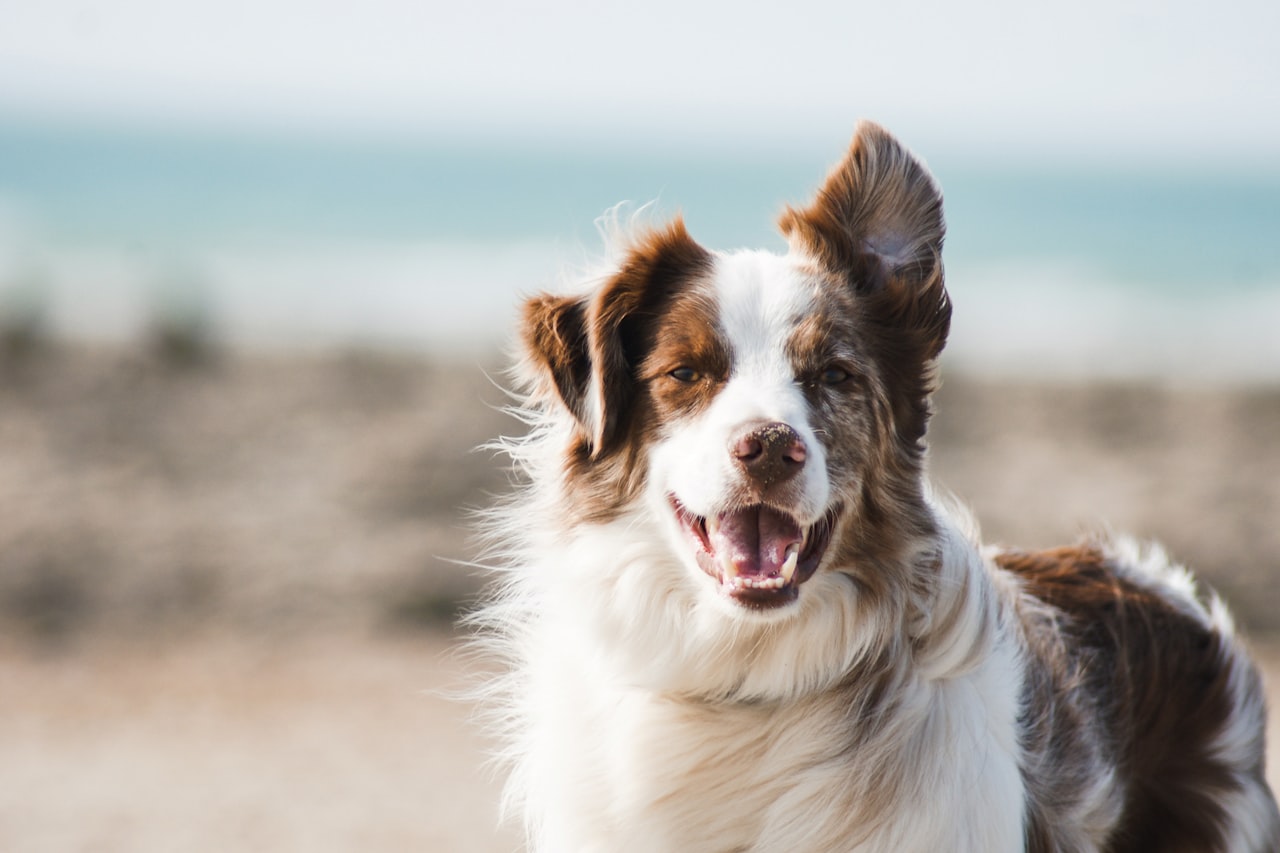 Flea & Tick Control service in Fargo, ND