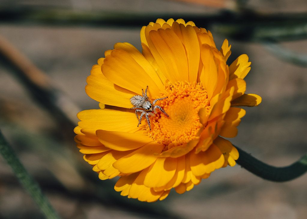 Spider Control service in Fargo, ND